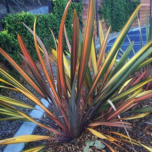 Phormium tenax 'Rainbow Maiden'