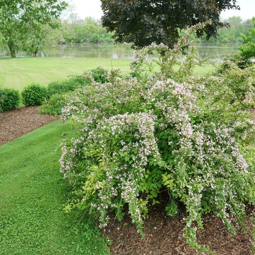 Kolkwitzia amabilis 'Jolene Jolene'