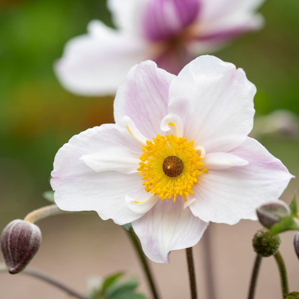 Anemone 'Dainty Swan'