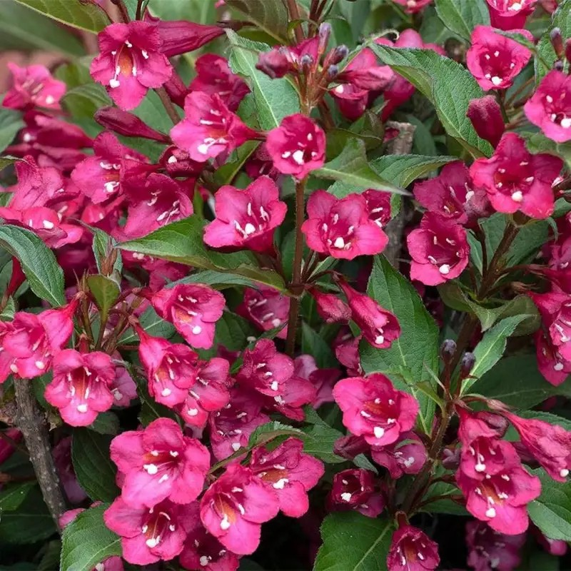 Weigela 'Tower of Flowers Cherry'