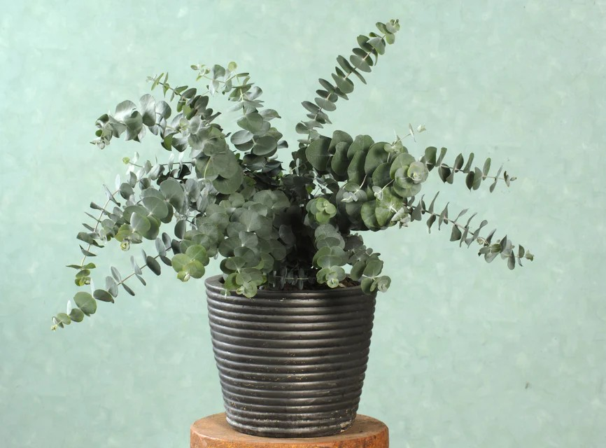 Eucalyptus - Baby Blue Spiral
