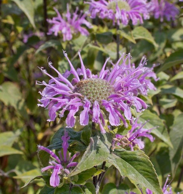 Bergamot - Wild Bergamot