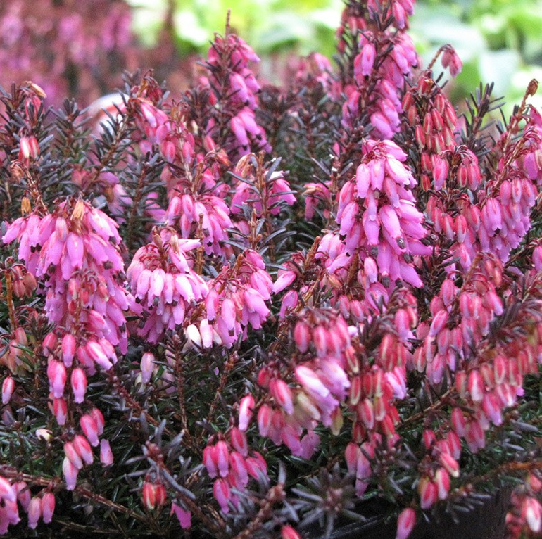 Erica carnea 'Wintersonne'