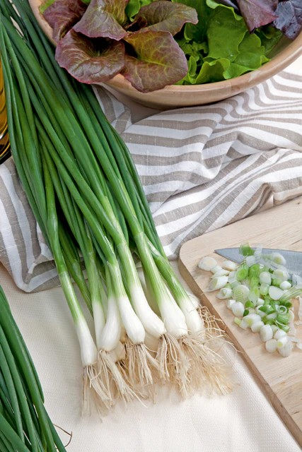 Onion - Spring - White Lisbon - Seed Tape