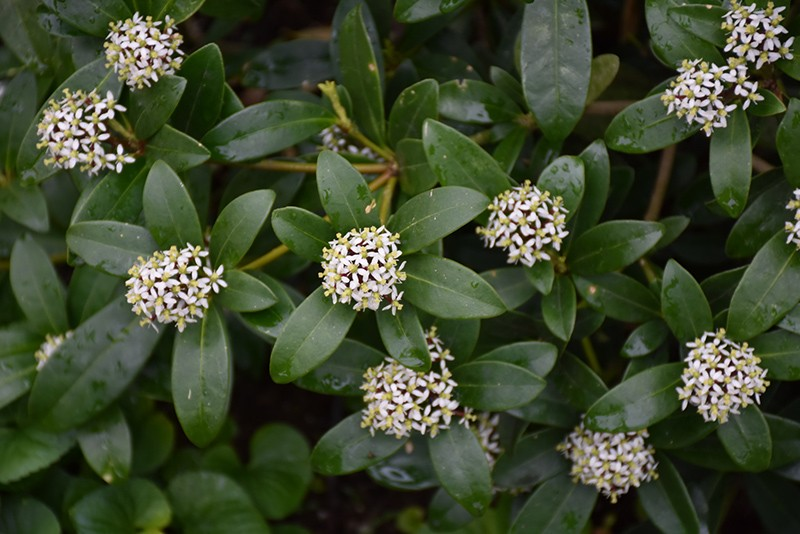 Skimmia japonica -Female