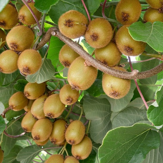Actinidia chinensis 'Hayward'