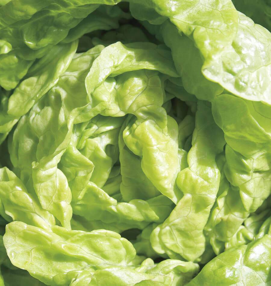 Lettuce - Tom Thumb