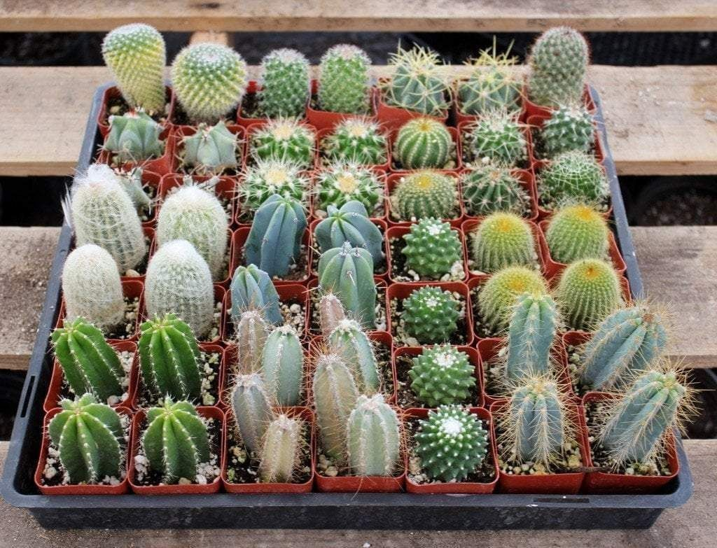 Cacti Collection