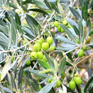 Olea europaea 'Premier'