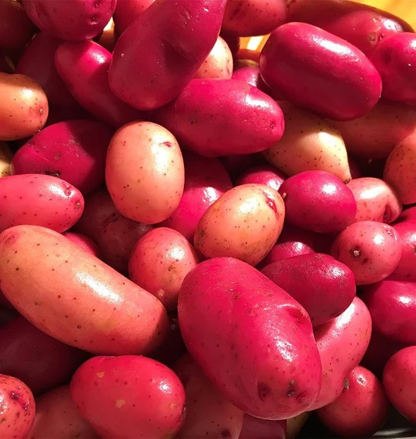 Potato - Clancy F1 (Pelleted)