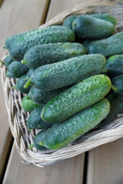 Cucumbers - Anya