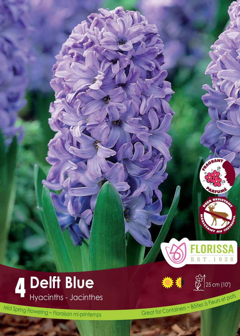 Hyacinth 'Delft Blue'