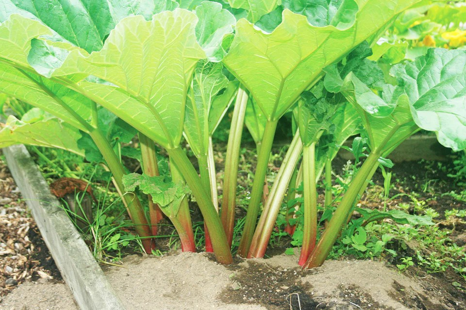 Rhubarb - Victoria OP