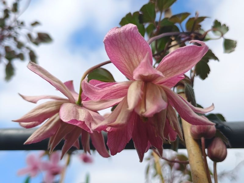 Clematis montana 'Broughton Star'