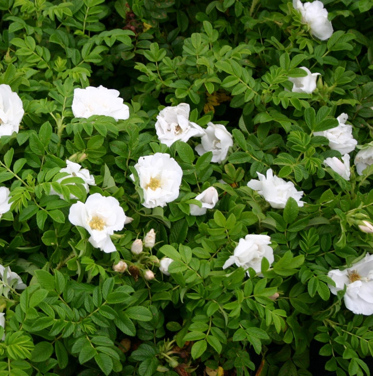 Rosa 'White Pavement'