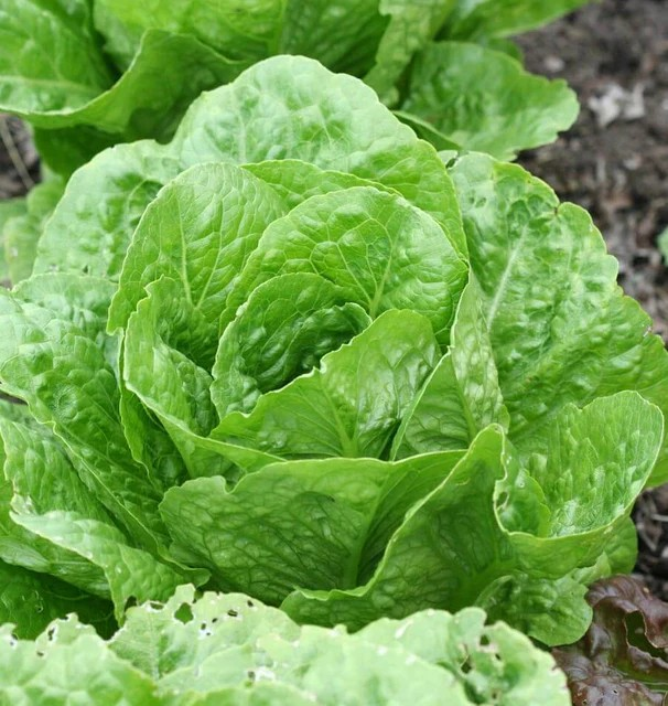 Lettuce - Coastal Star Romaine