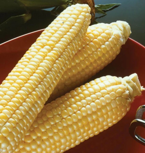 Corn - Sugar Buns F1