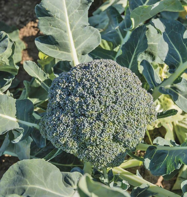 Broccoli - Waltham 29 Organic