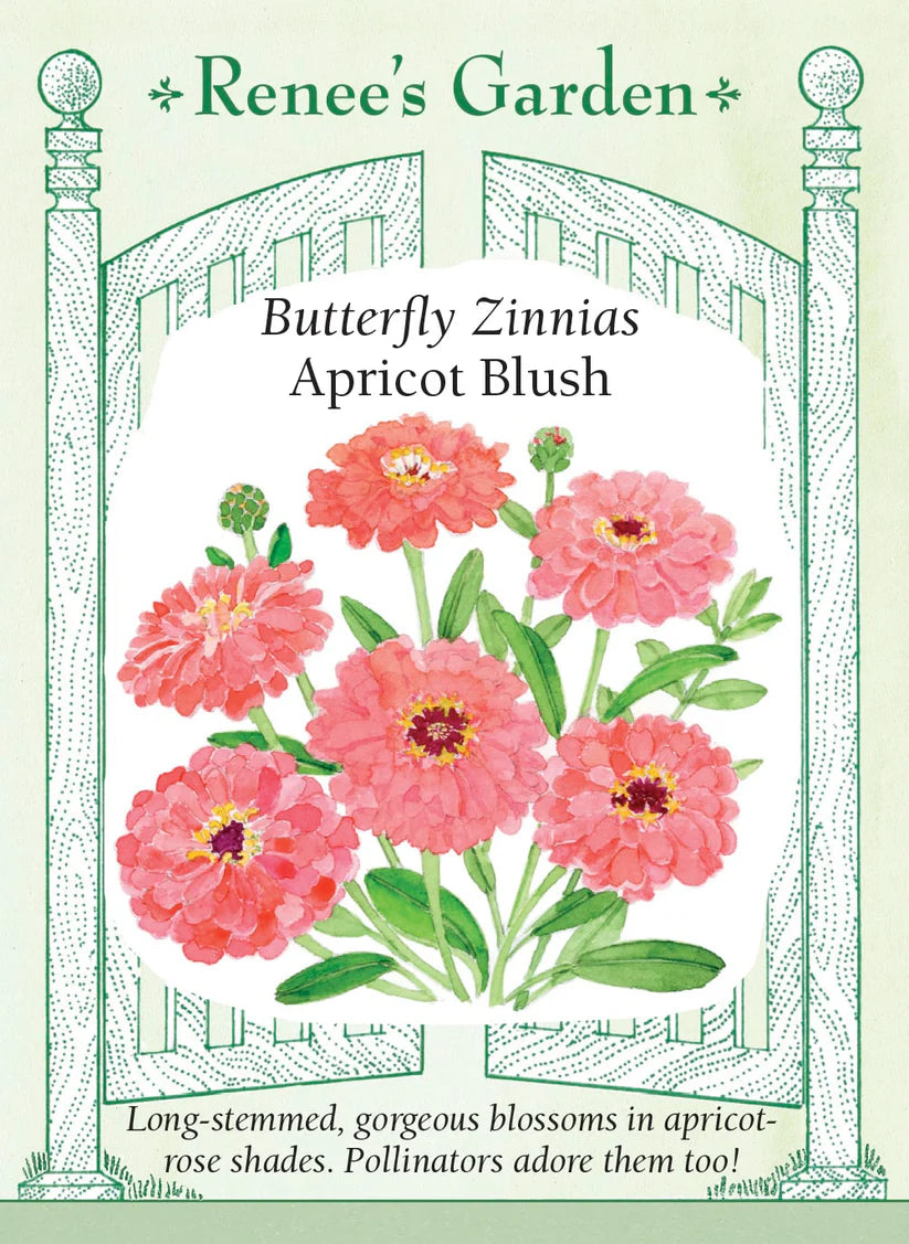Zinnia - Apricot Blush