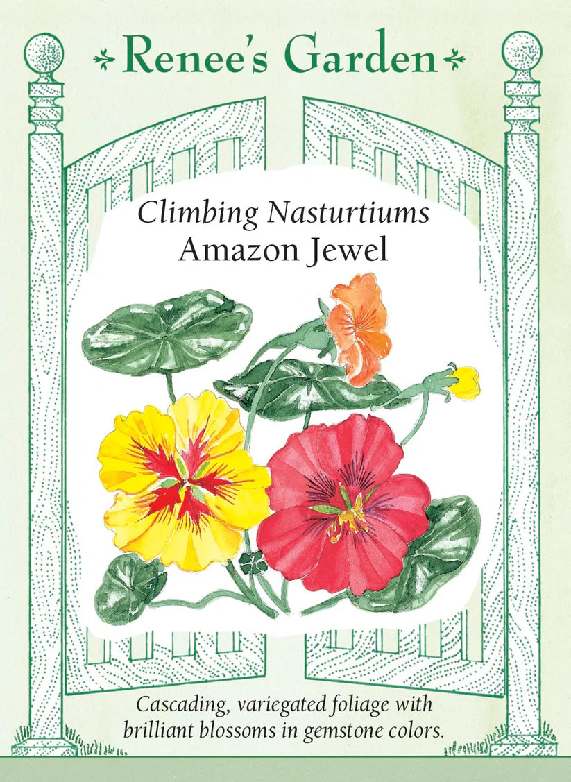 Nasturtiums - Amazon Mix Nasturtiums
