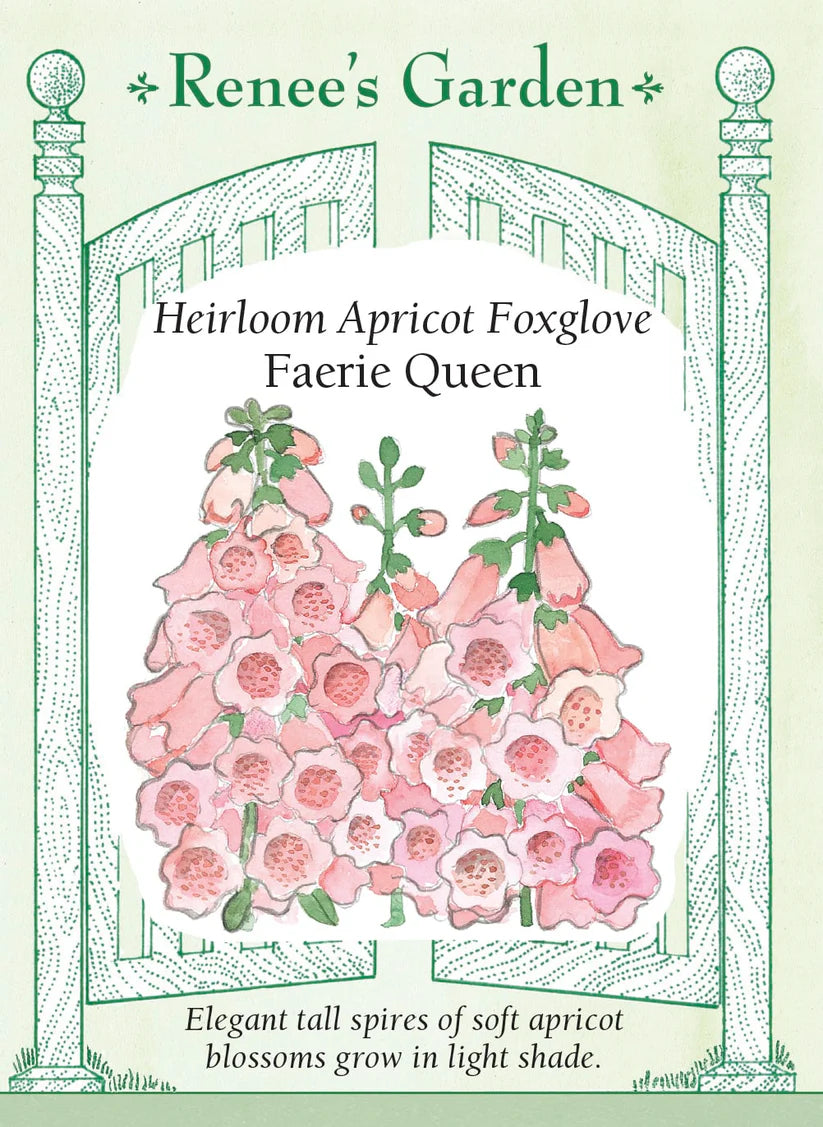 Foxglove - Apricot Faerie Queen