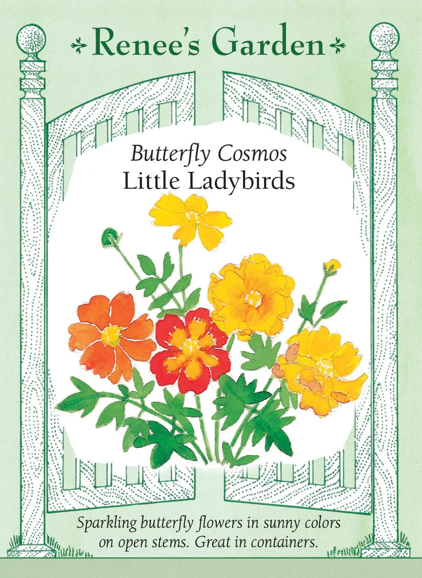 Cosmos - Cosmos Little Ladybirds
