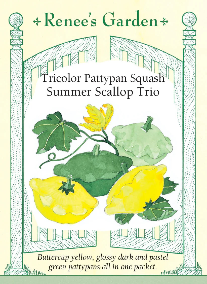 Squash - Summer Scallop Trio Bush