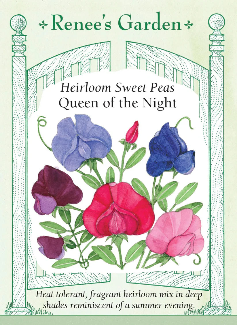 Sweet Pea - Queen of the Night