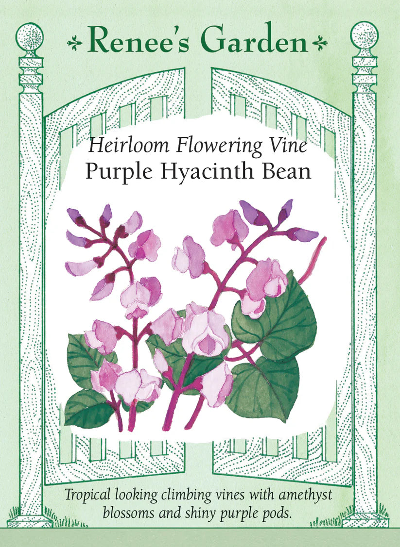 Hyacinth -  Purple Hyacinth Bean Vine