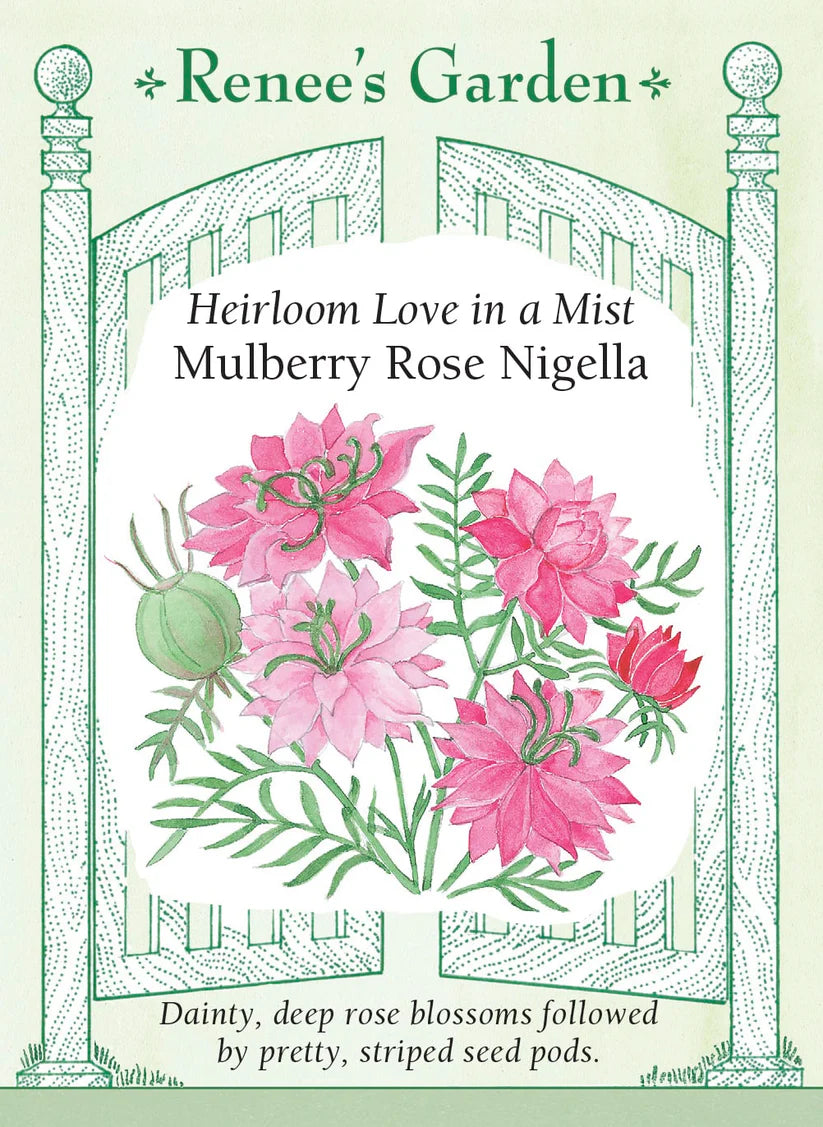 Nigella - Mulberry Rose