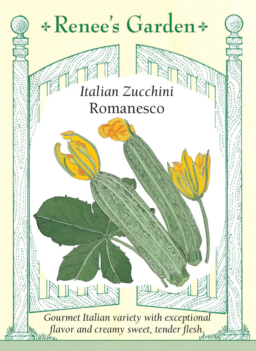 Zucchini - Romanesco