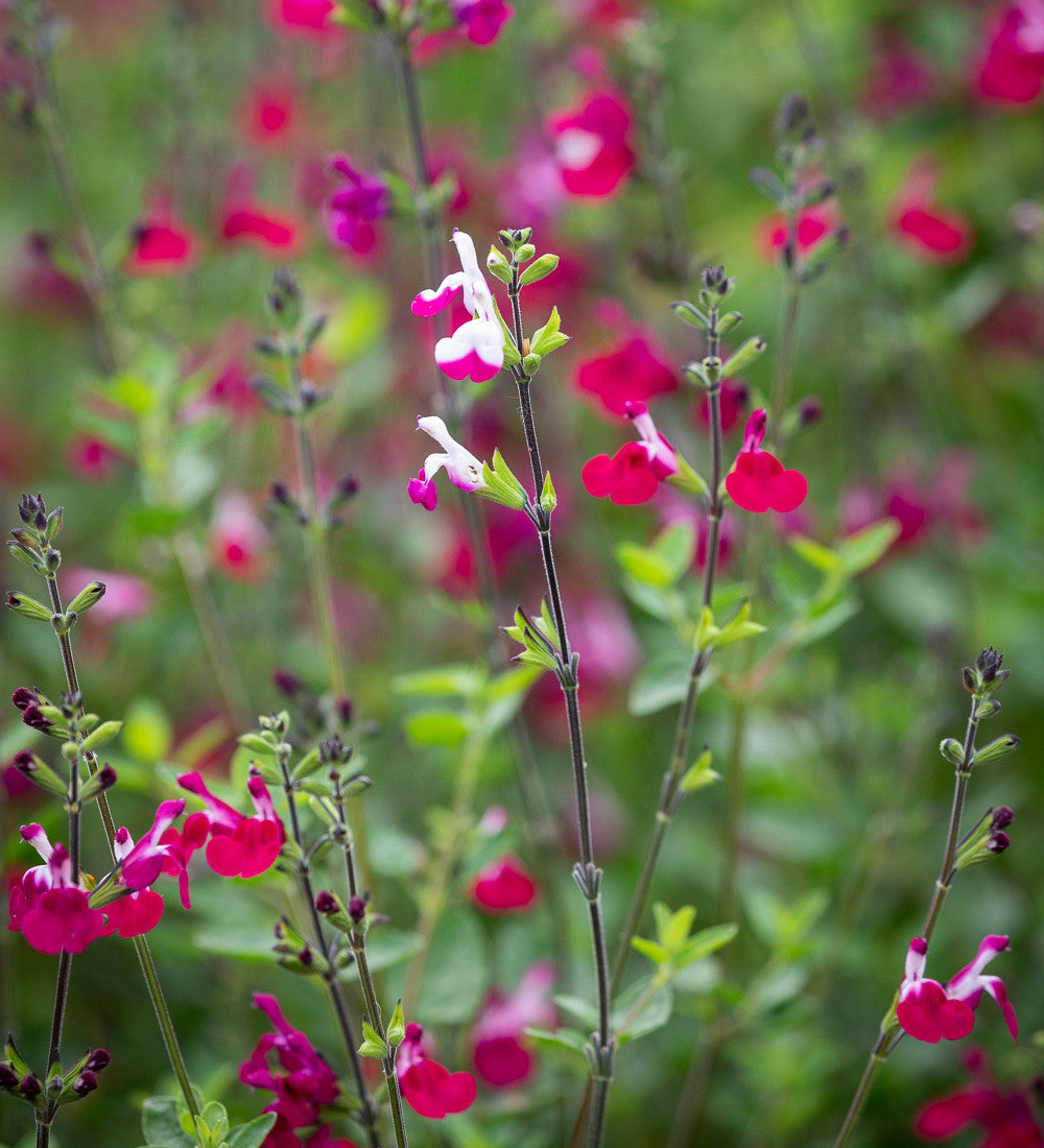 Salvia 'Cherry Lips'