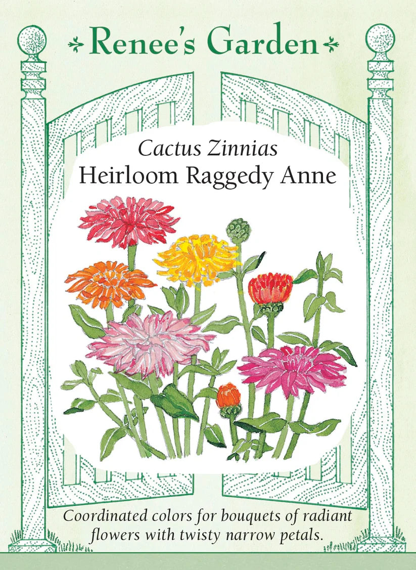 Zinnias - Zinnia Raggedy Anne Cactus