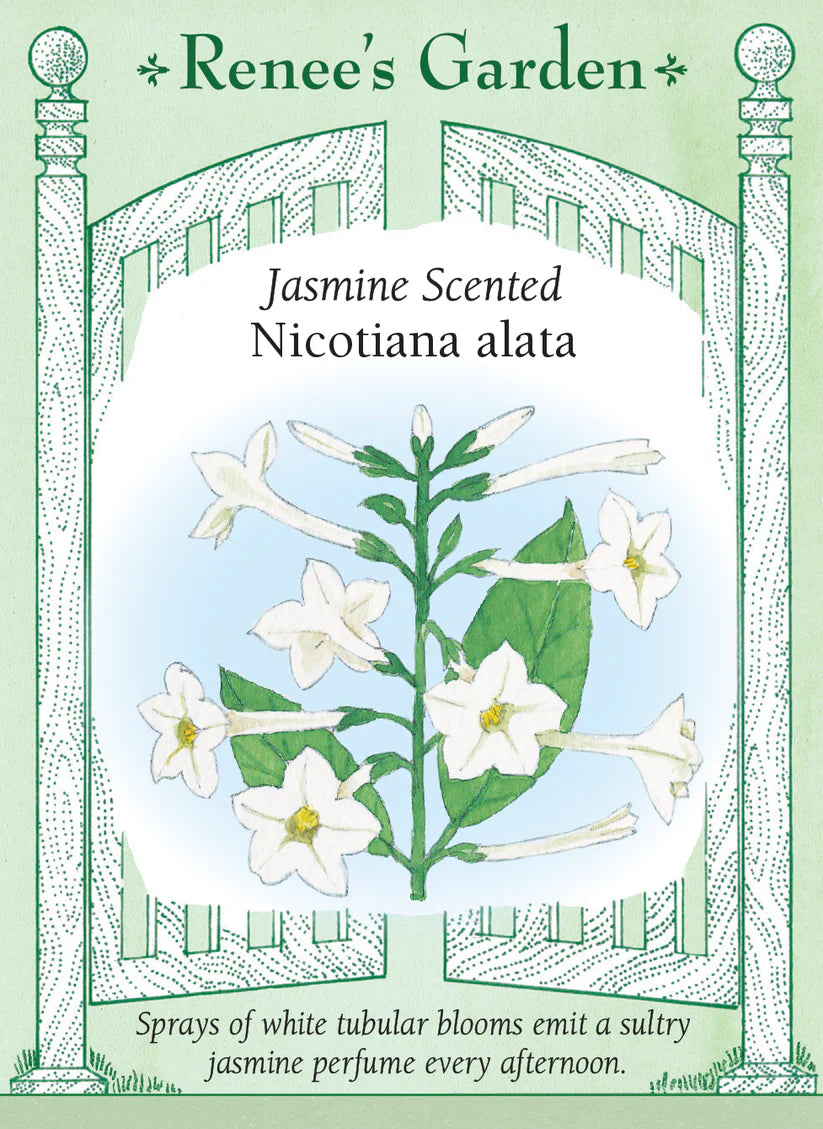 Nicotiana - Jasmine Alata