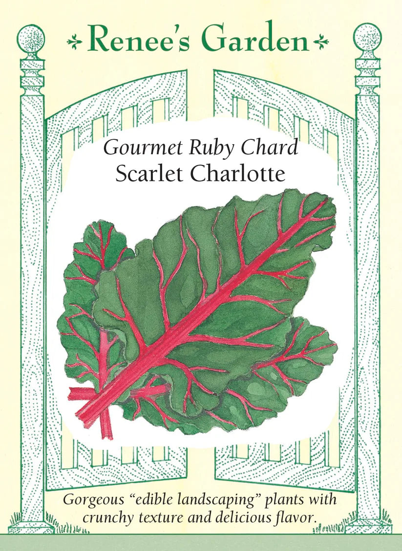 Chard - Scarlet Charlotte Red