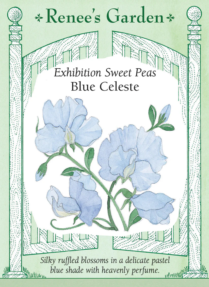 Sweet Peas - Blue Celeste