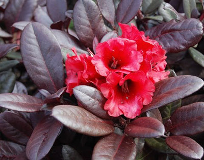 Rhododendron 'Everred'