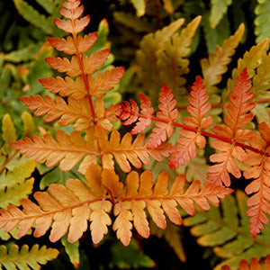 Dryopteris koidzumiana