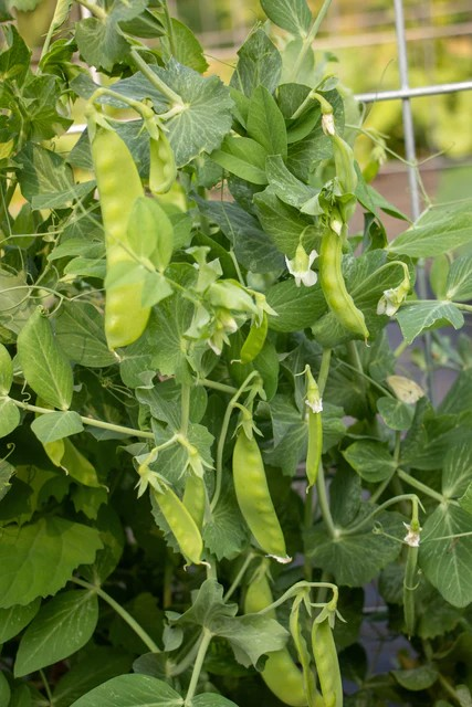 Peas - Snow Peas - Oregon Sugar Pod II - Organic