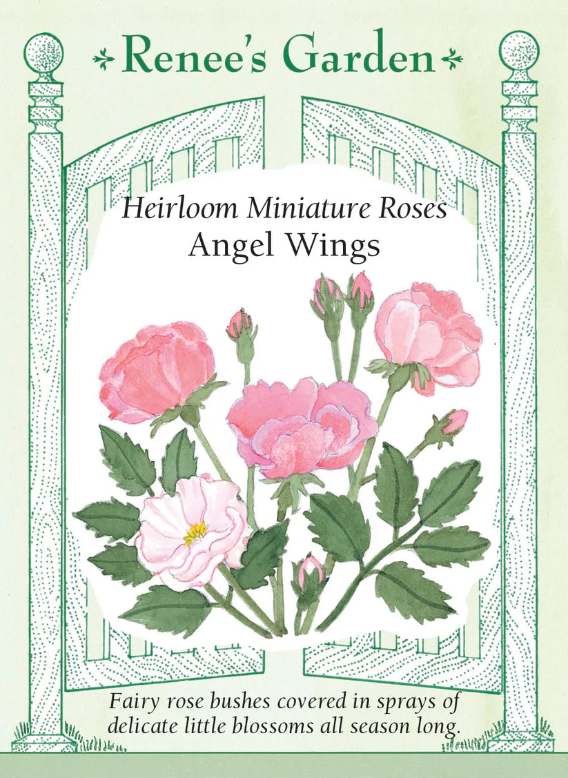 Miniature Roses - Angel Wings