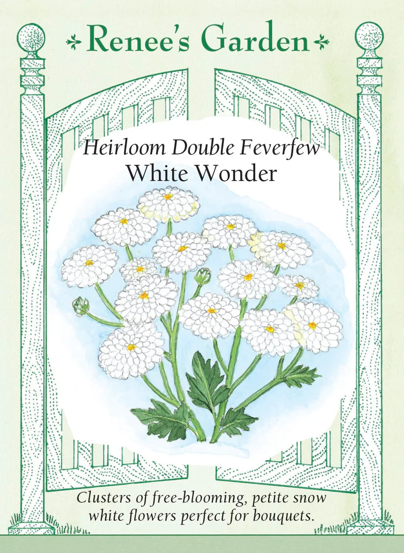 Feverfew - Feverfew White Wonder Double