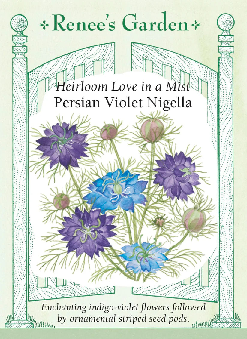Nigella - Persian Violet
