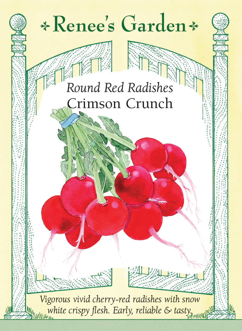 Radish - Crimson Crunch