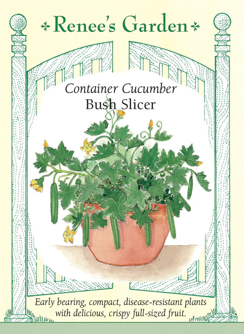 Cucumber - Container Bush Slicer Cucumber