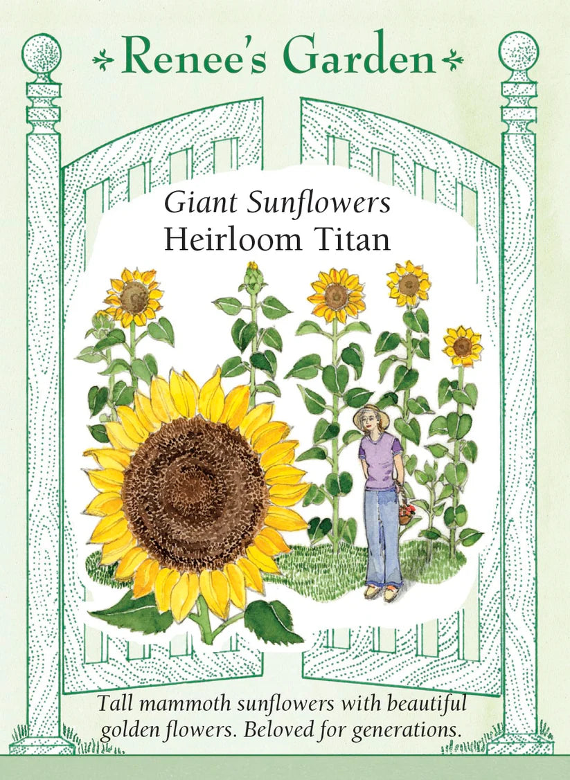 Sunflowers - Titan Giant Sunflower
