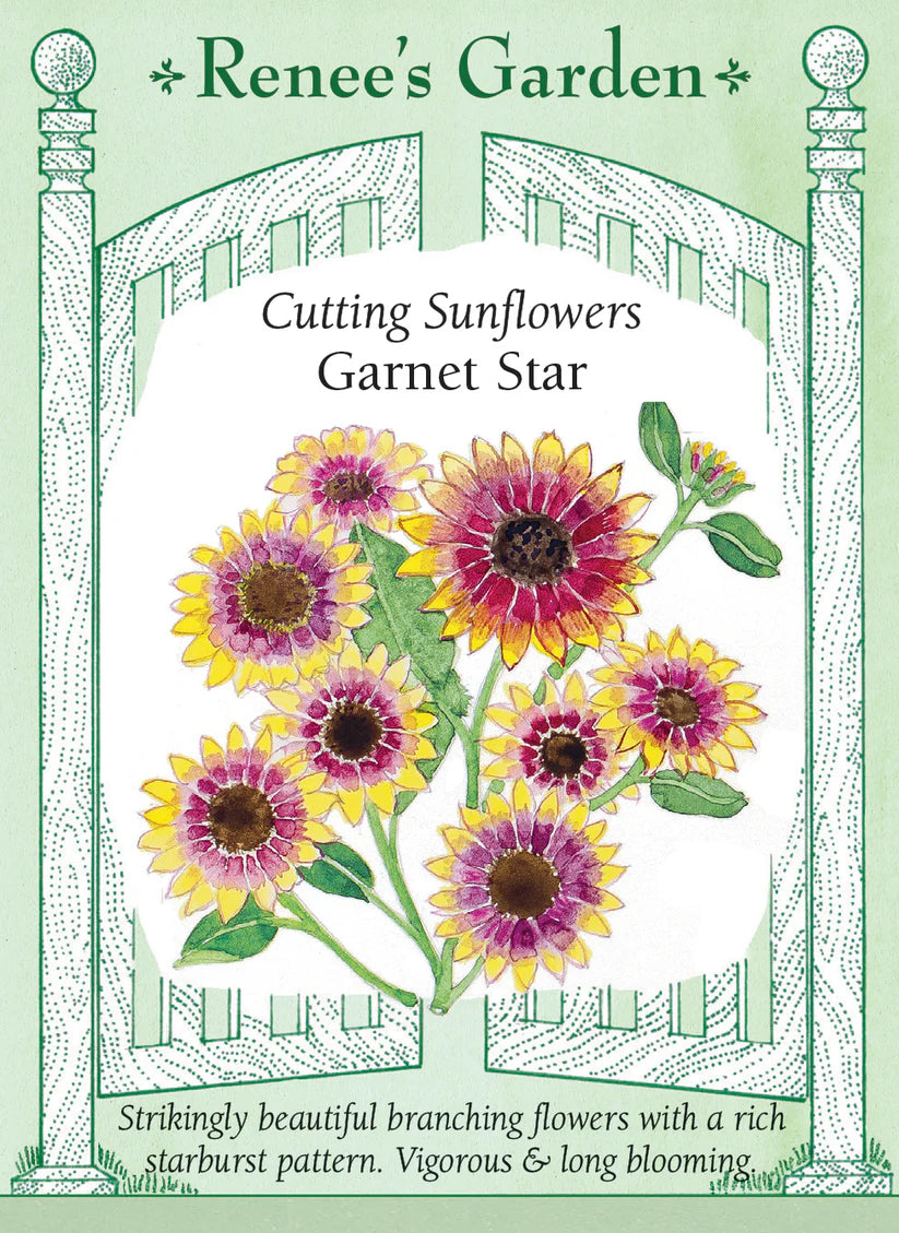 Sunflower - Garnet Star
