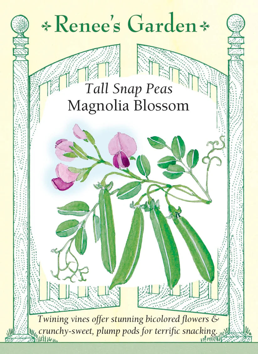 Pea - Magnolia Blossom Snap