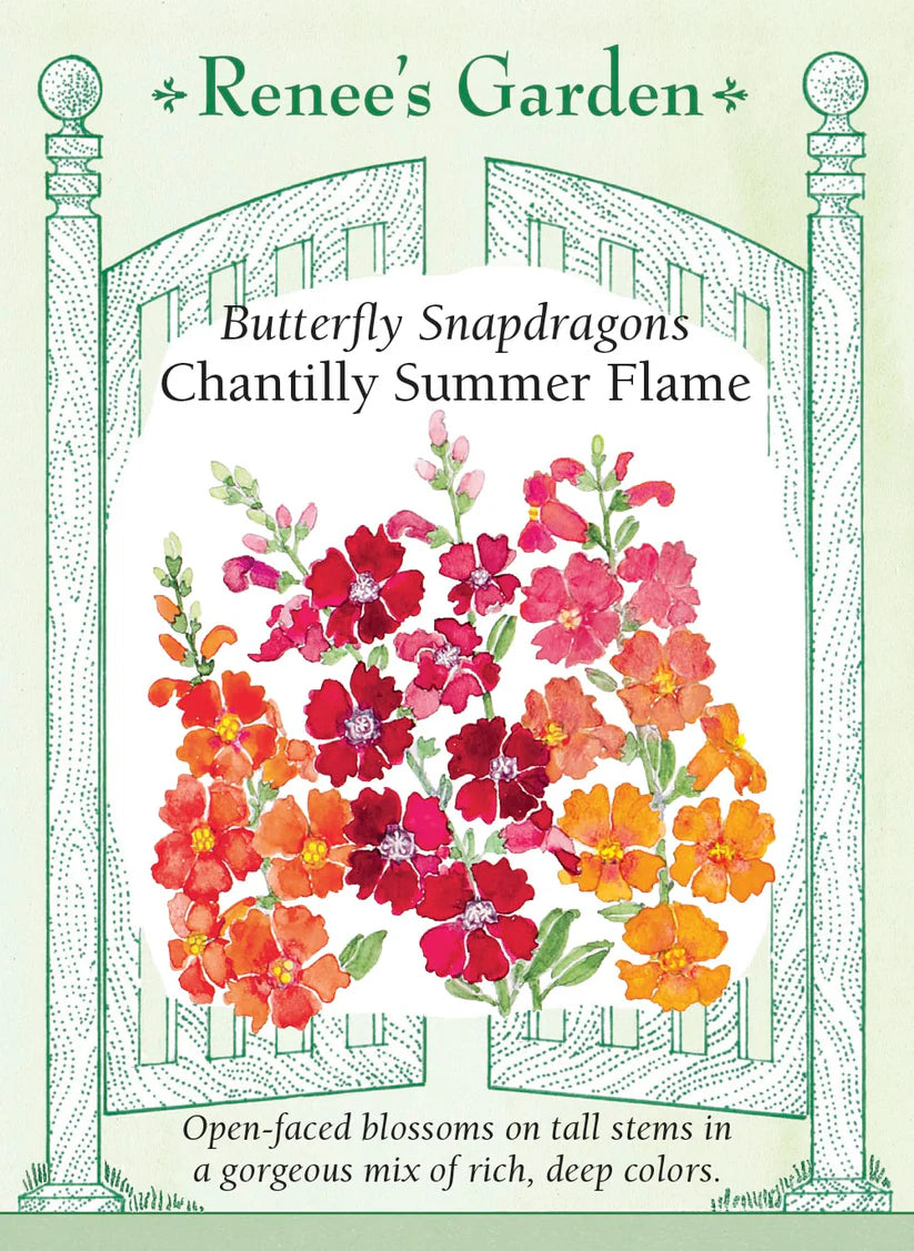 Snapdragon - Summer Flame