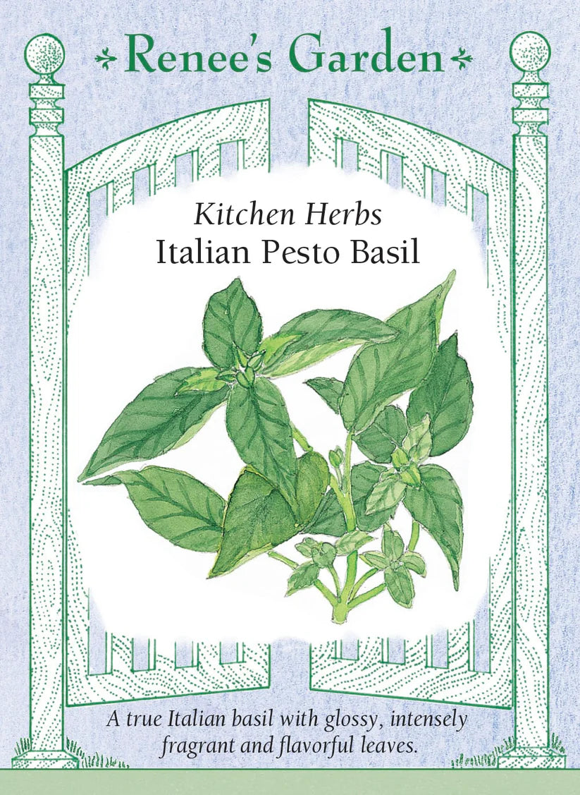 Basil - Italian Pesto Basil