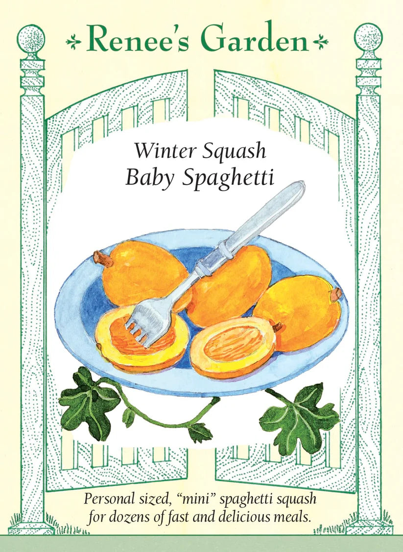 Squash - Squash Winter Baby Spaghetti